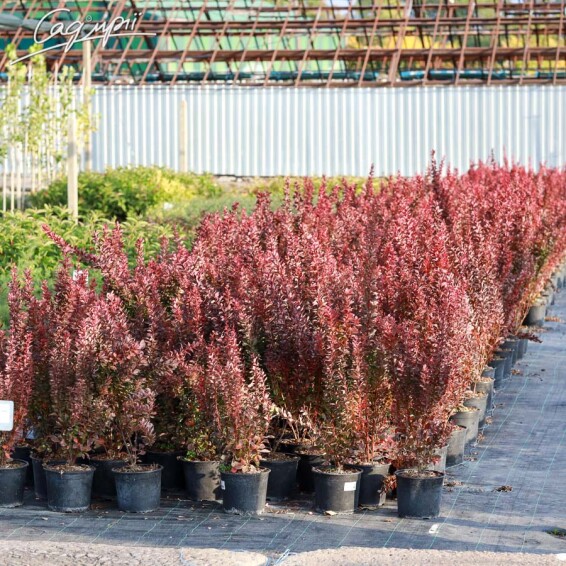 Барбарис Тунберга 'Red Rocket' #1, p9 20-30 - 7