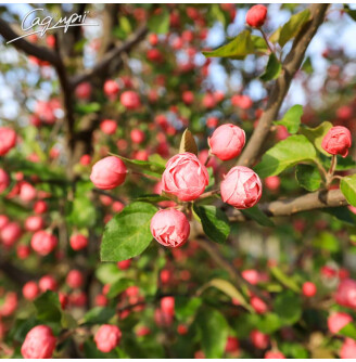 Яблуня 'Brandy Wine'