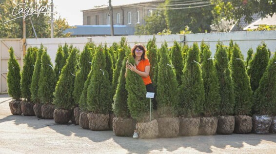Туя західна 'Smaragd' #1, WRB - 250-300 - - 5