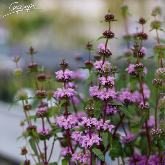 Зопник клубненосный 'Bronze Flamingo', C3 - - 4