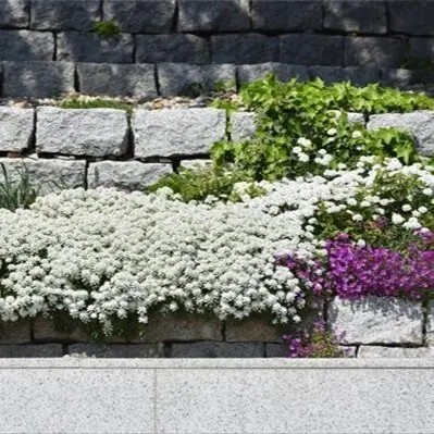 Иберис вечнозеленый 'Schneeflocke' #1, p9 - - 2