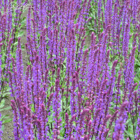 Шалфей дубравный 'Caradonna', p9 - - 9