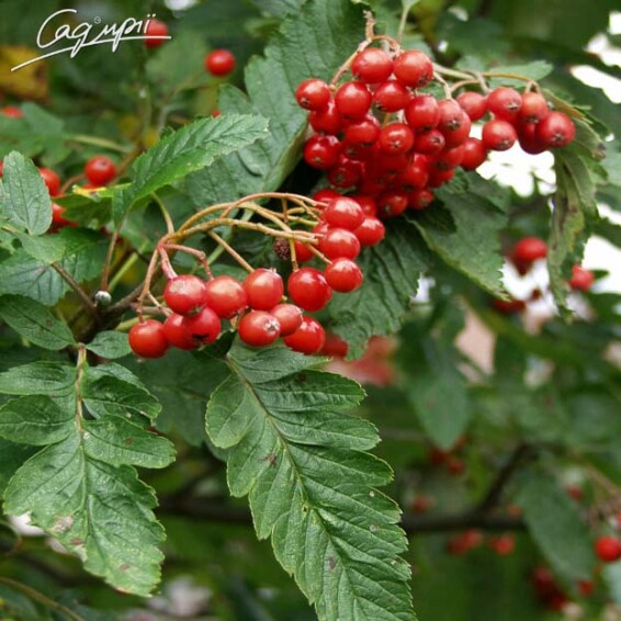 Горобина тюрингська 'Fastigiata' - 2 Горобина тюрингська 'Fastigiata' - 2