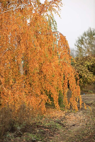 Береза плакуча - 9