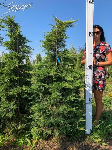 Можжевельник средний 'Mordigan Gold' - 3