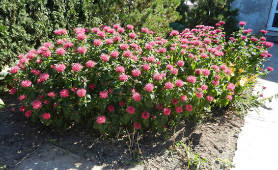 Монарда 'Pink Supreme' - 1