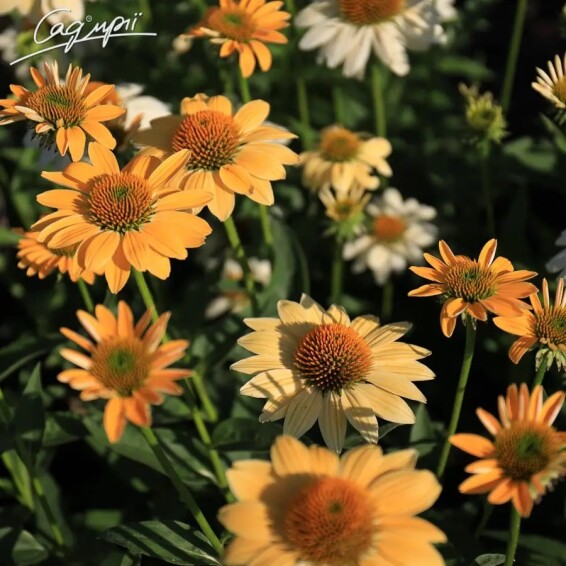 Ехінацея пурпурна 'Mellow Yellow' - 5