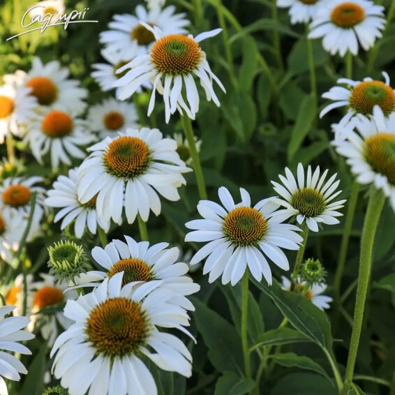 Ехінацея пурпурна 'White Swan' - 5