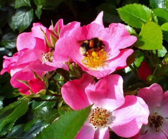 Троянда бордюрна 'Mel Bee'® - 2