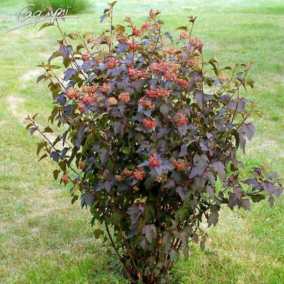 Пухироплідник калинолистний 'Red Baron' - 4