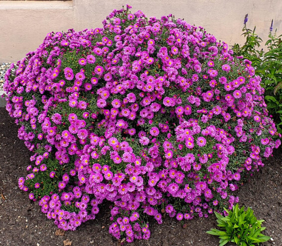 Айстра кущова 'Kassel', C2 - - 6