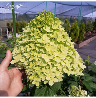 Гортензія волотиста 'Little Lime'