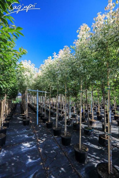 Клен ясенелистный 'Flamingo' - 1 Клен ясенелистный 'Flamingo' - 1