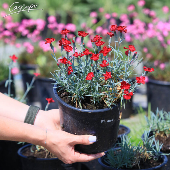 Гвоздика серовато-голубая 'Rubin' #1, p9 - - 2 Гвоздика серовато-голубая 'Rubin' #1, p9 - - 2