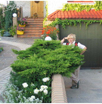 Можжевельник средний 'Pfitzeriana'