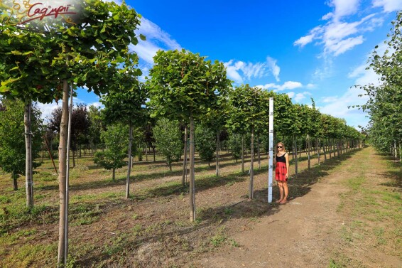 Липа широколиста, топіар, ф.шпалера - 6 Липа широколиста, топіар, ф.шпалера - 6