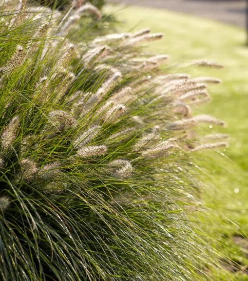 Перистощетинник восточный 'Fairy Tails' - 3