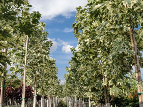 Клен платановидный 'Drummondii' - 1 Клен платановидный 'Drummondii' - 1