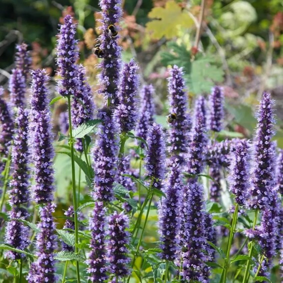 Агастахис (многоколосник) синий ‘Black Adder’ - 3