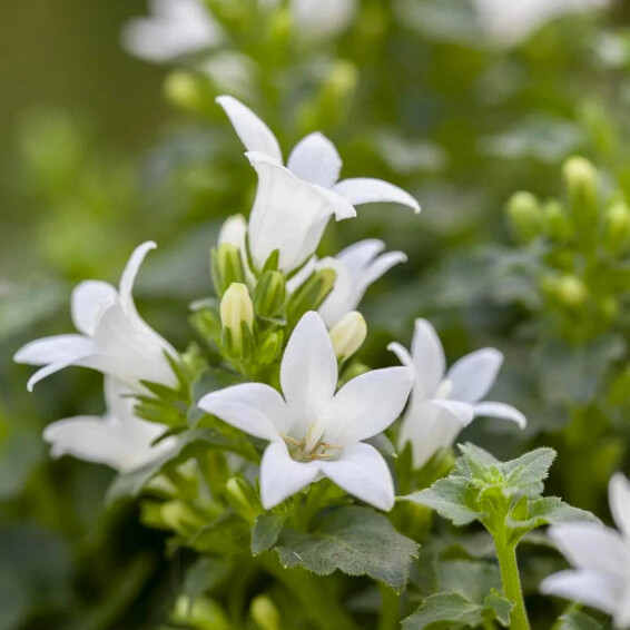 Дзвоник Пожарського 'E.H. Frost' - 2