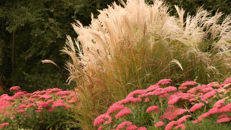 Осенний драматург сада: мискантусы и их лучшие роли