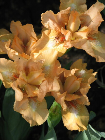 Ирис спуриа 'Carats' - 1