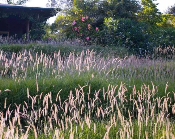 Перистощетинник восточный 'Fairy Tails' - 8