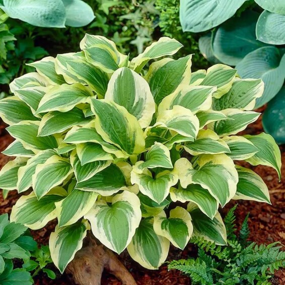 Хоста 'Austin Dickinson' - 3