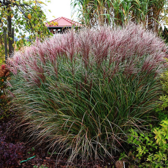 Міскантус китайський 'Krater', C3 - - 1