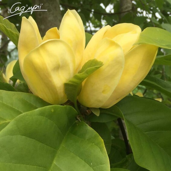 Магнолія бруклинська 'Yellow Bird' - 3