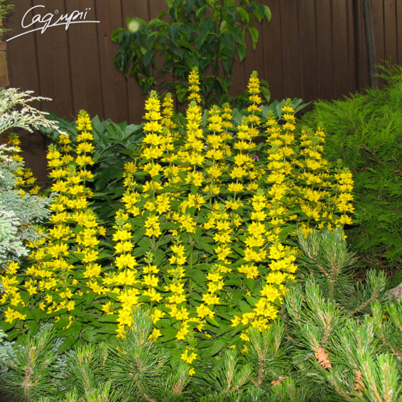 Вербозілля плямисте, C3,С2 - - 4