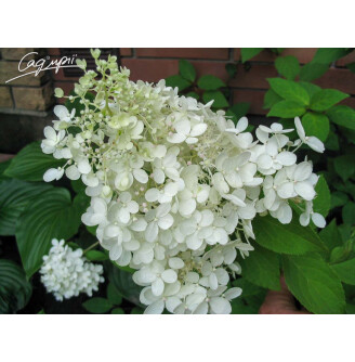 Гортензія волотиста 'Grandiflora'