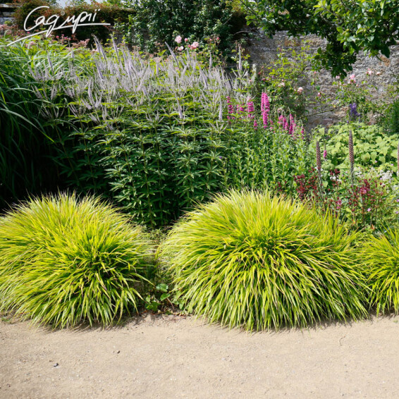 Хаконехлоя велика 'Nicolas' - 6