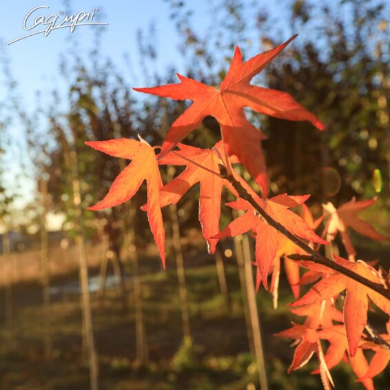 Ликвидамбар смолоносный 'Worplesdon' - 8