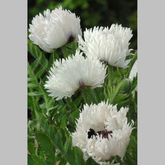 Мак східний 'White Ruffles' - 3 Мак східний 'White Ruffles' - 3