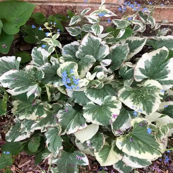 Бруннера крупнолистная 'Variegata' - 3