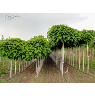 Катальпа бігнонієвидна 'Nana'