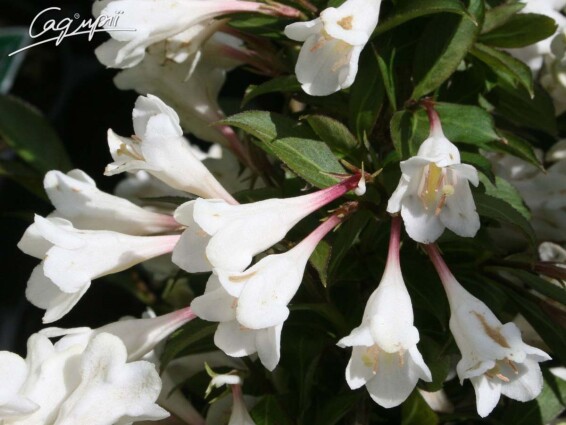 Вейгела 'Black and White Courtacad' #2, С10 40-60 - 1 Вейгела 'Black and White Courtacad' #2, С10 40-60 - 1