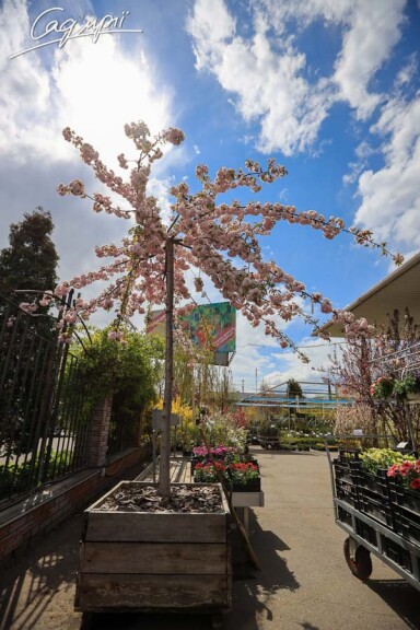 Сакура дрібнозубчаста 'Kiku-shidare' #3, WRB 16--18 175-200 St. 180-200 - 11