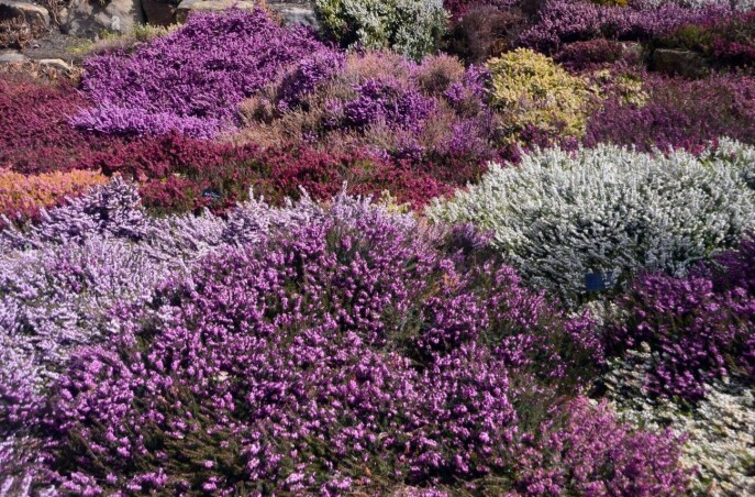 Верес звичайний – скромний красунчик наших садів