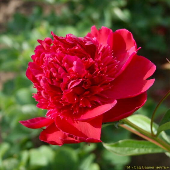 Пион травянистый 'Ruth Clay' - 2 Пион травянистый 'Ruth Clay' - 2