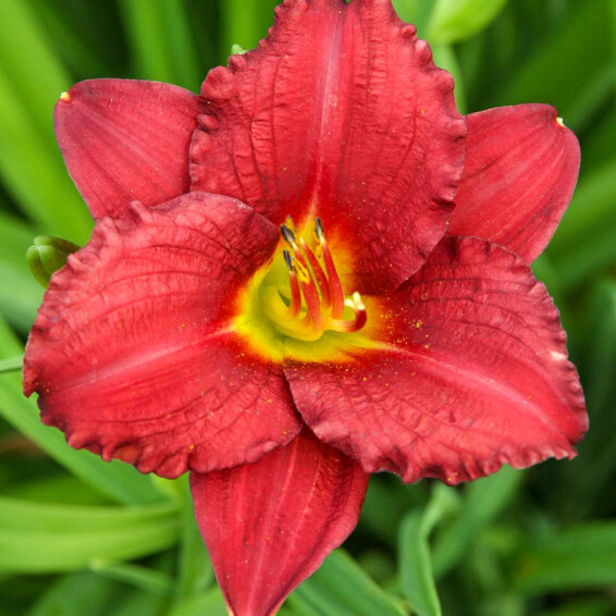 Лілейник 'Pardon Me' - 4