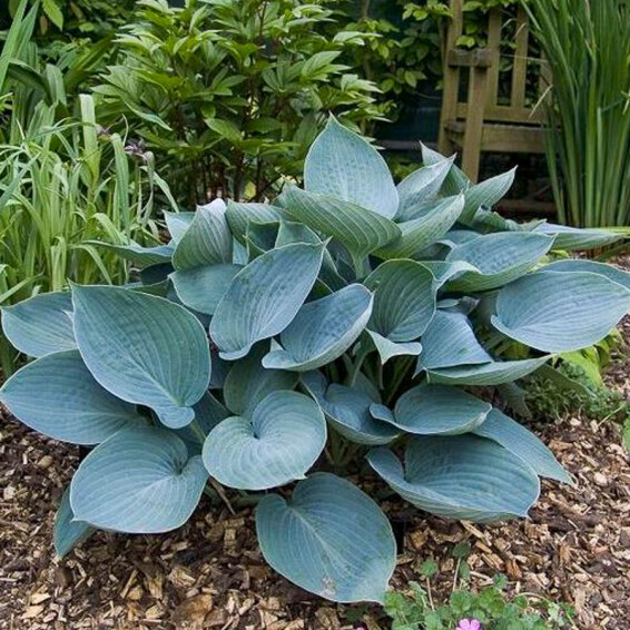 Хоста 'Moody Blues', p9 - - 4