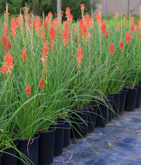 Книфофия 'Red Rocket'® - 3