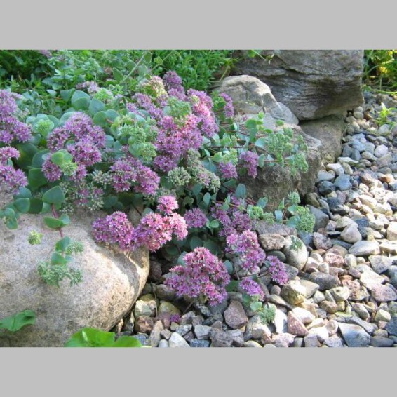 Очиток Еверса - 1