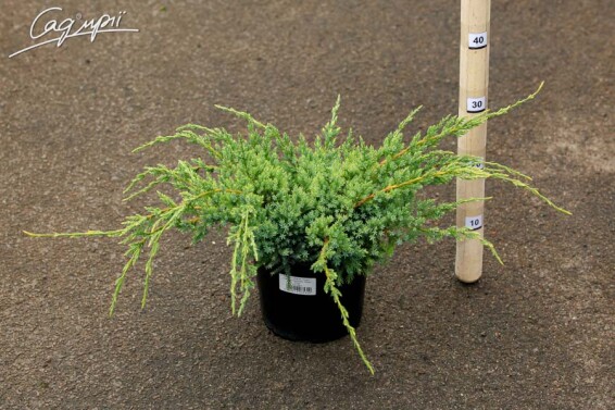 Ялівець лускатий 'Holger' - 2