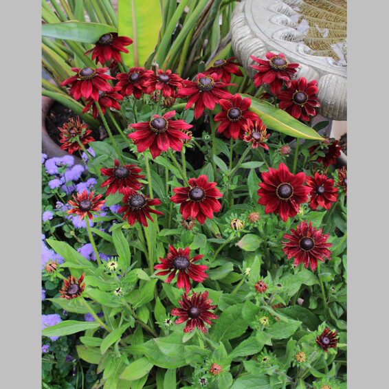 Рудбекія волосиста 'Cherry Brandy' - 3