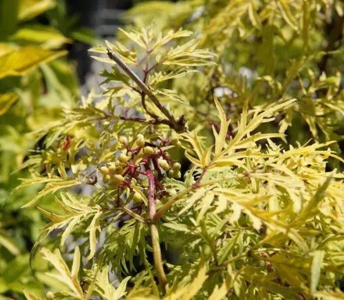 Бузина 'Lemony Lace' #1, С5 - - 3 Бузина 'Lemony Lace' #1, С5 - - 3