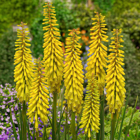 Кніфофія 'Sunningdale Yellow' - 1