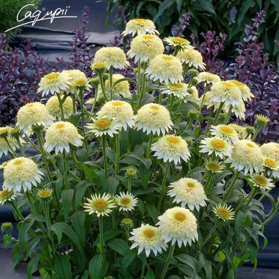 Ехінацея пурпурна 'White Double Delight'® #1, C2 - - 3